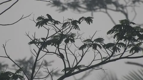 Beautiful Bird on a Tree at Sunset in the Wild Stock Footage 308534758