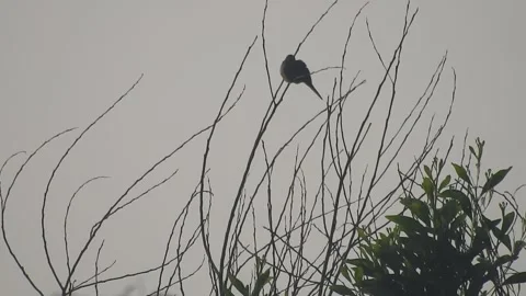 Beautiful Bird on a Tree at Sunset in the Wild Stock Footage 308536989