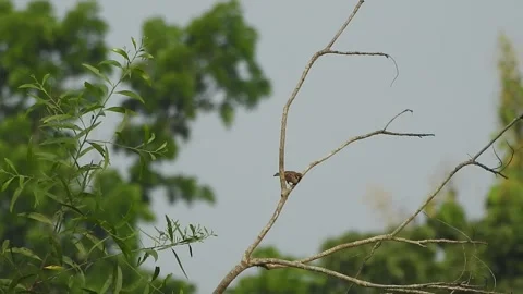 Beautiful Bird on a Tree at Sunset in the Wild Stock Footage 308537498
