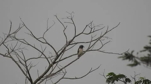 Beautiful Bird on a Tree at Sunset in the Wild Stock Footage 308538792