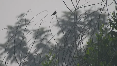 Beautiful Bird on a Tree at Sunset in the Wild Stock Footage 308564381