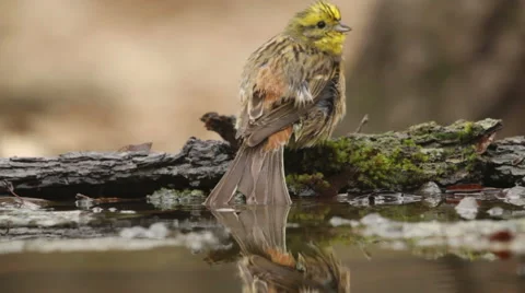 Beautiful bird Yellowhammer bathing in a forest pond, Emberiza citrinella Stock-Footage 48129980