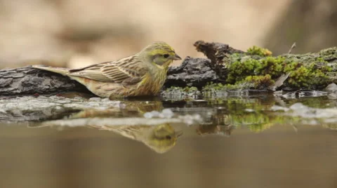 Beautiful bird Yellowhammer bathing in a forest pond, Emberiza citrinella Stock Footage 48130057