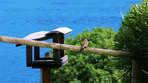 Beautiful Birdhouse Scenery Stock Footage 161890798