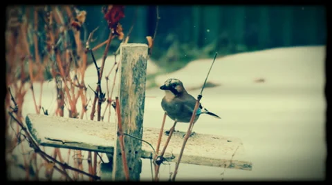 Beautiful birds flew to the feeder. Stock Footage