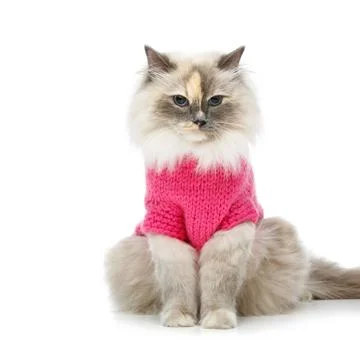 Beautiful birma cat in pink pullover Stock Photos
