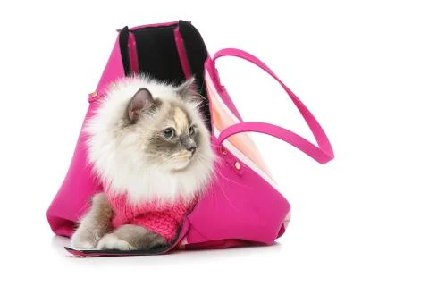 Beautiful birma cat in pink pullover Stock Photos