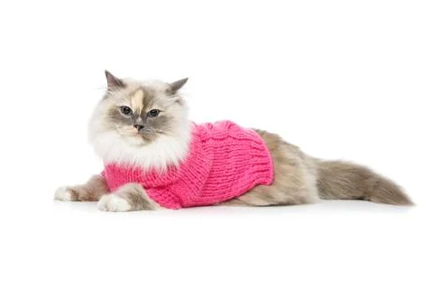 Beautiful birma cat in pink pullover Stock Photos