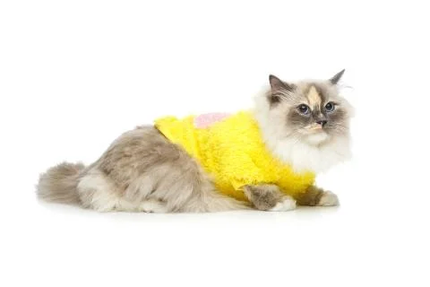 Beautiful birma cat in yellow pullover Stock Photos
