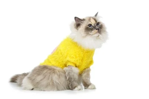 Beautiful birma cat in yellow pullover Foto stock