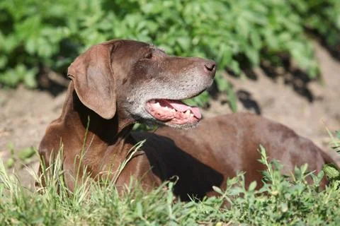 Beautiful bitch of German Shorthaired Pointer Stock Photos