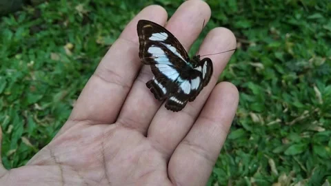 A beautiful black and white butterfly perched peacefully on an open human h.. 스톡 동영상 341908566