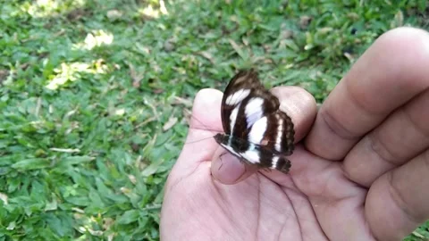A beautiful black and white butterfly perched peacefully on an open human h.. 스톡 동영상 341908569