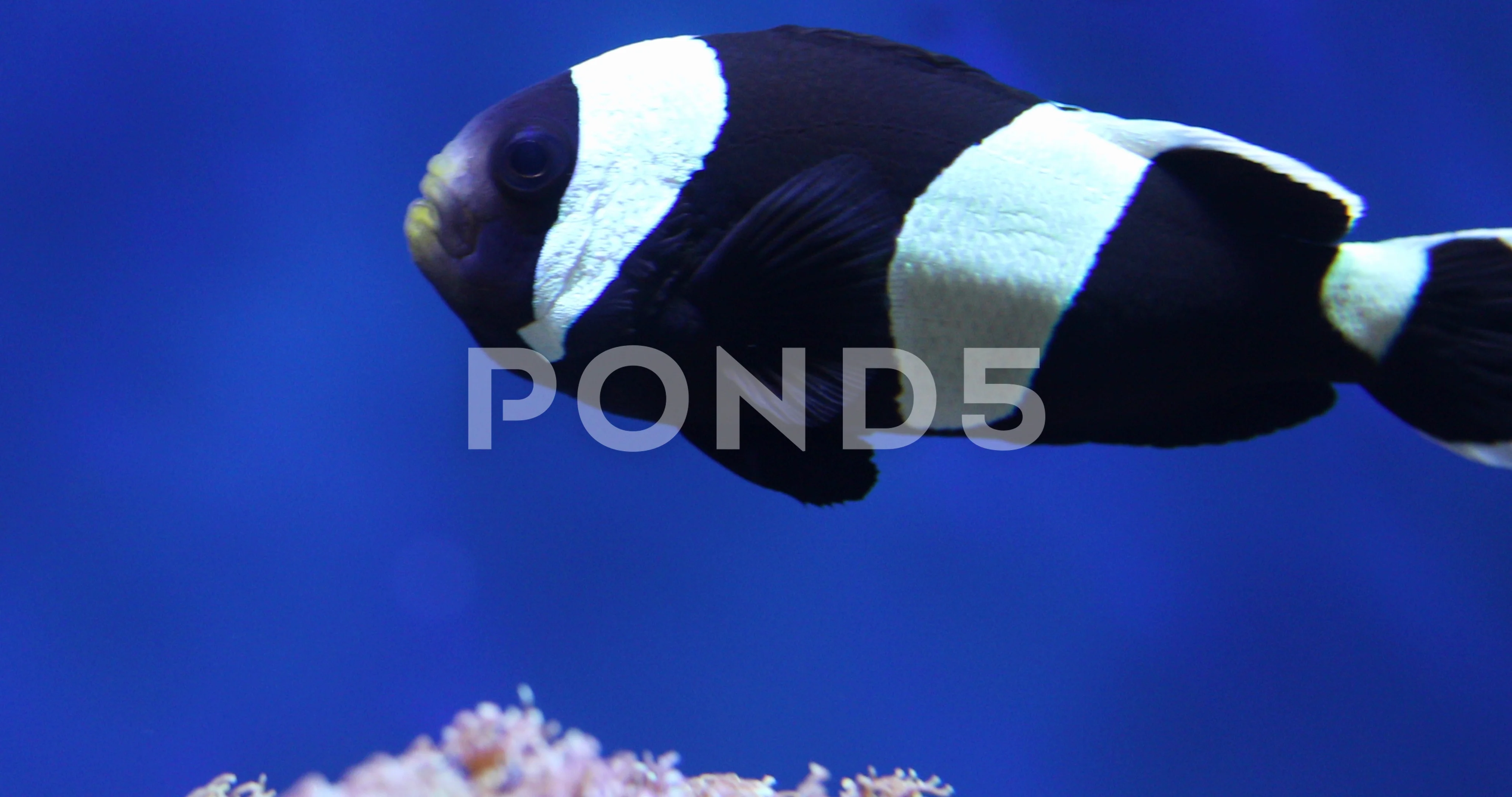 black and white clownfish