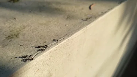 Beautiful black ant Stock Footage 273158383