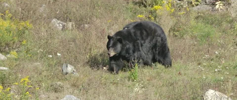 Beautiful black bear in the wild Stock Footage 140266902