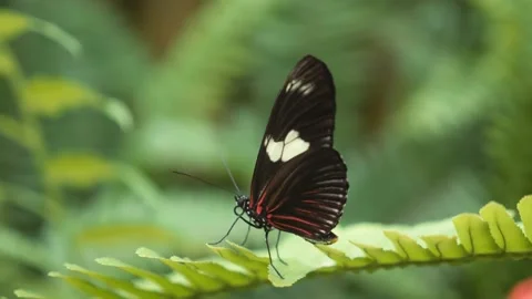Beautiful black butterfly on the leaf Stock Footage 198517598