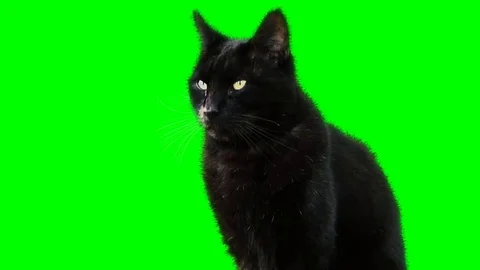 Beautiful black cat Stock Footage 69231414