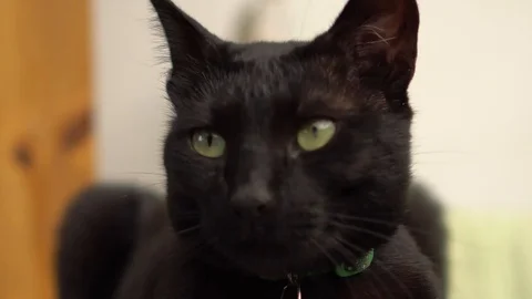 Beautiful Black Cat Stock Footage 106247310