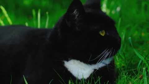Beautiful black cat Stock Footage 155681920