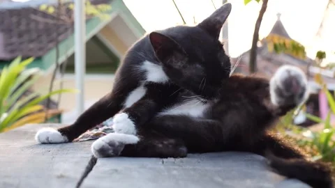 Beautiful black cat in the grass on a background of a wooden house. Stock Footage 250236818