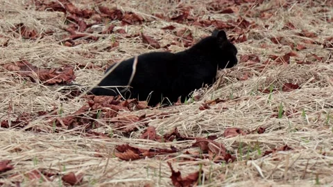 Beautiful black cat in the grass on a background Stock Footage 269439591