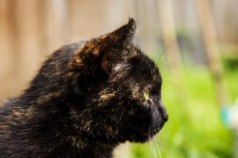Beautiful black cat Stock Photos
