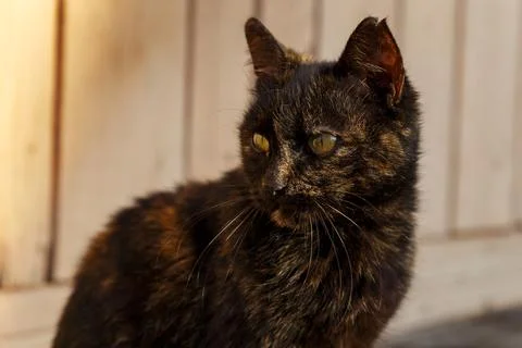 Beautiful black cat Stock Photos