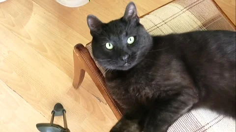 A beautiful black cat with a red collar playfully lies on a chair Stock Footage 337651434