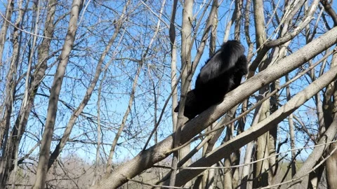 Beautiful black cat walks on a tree in the forest Stock Footage 130565784