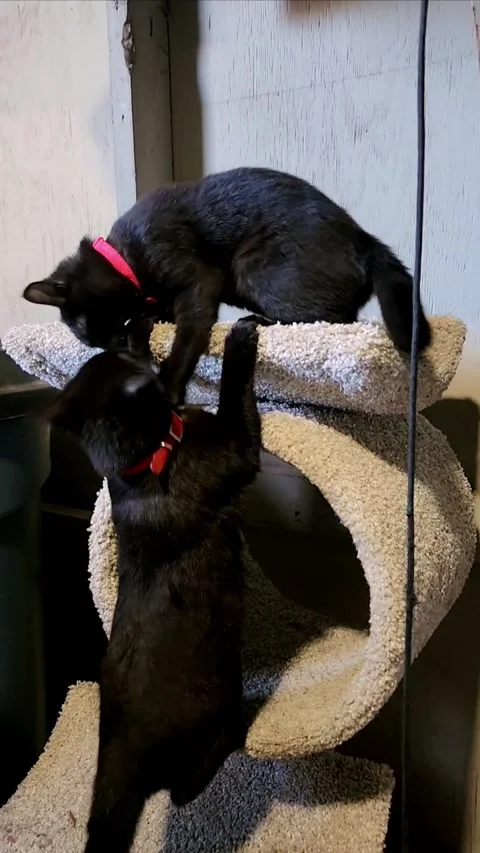 Beautiful black cats playing 스톡 동영상 317344951