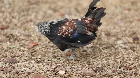 Beautiful black chicken with a gray neck searching for food on the farm Stock Footage 304246799