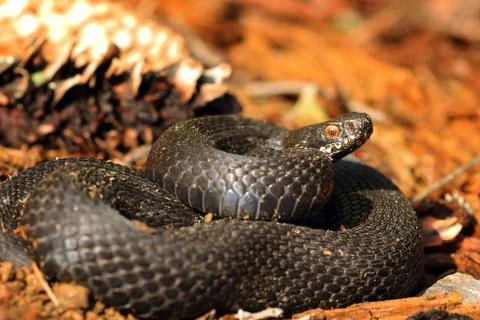 Beautiful black common adder ( Vipera berus ) Stock Photos