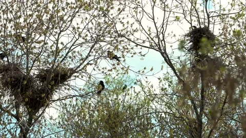 Beautiful black crows are sitting on the branches next to the nests Stock Footage 221818310