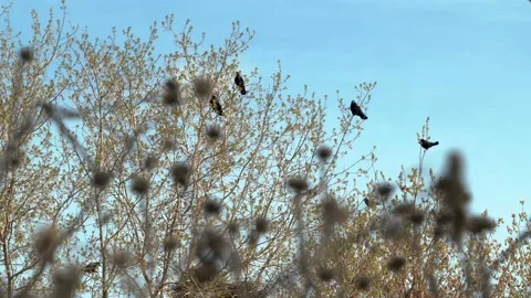 Beautiful black crows swing on the branches of trees in early spring Stock Footage 221818391