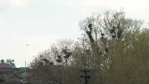 Beautiful black crows swing on the branches of trees in early spring Video stock 228060561
