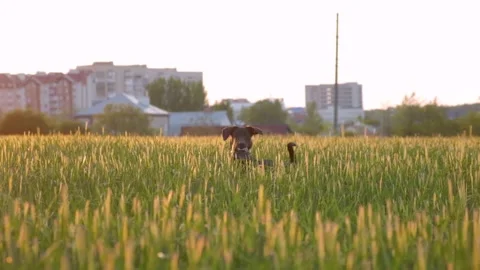 Beautiful black dog standing in a field. super slow motion Stockbeeldmateriaal 130571553