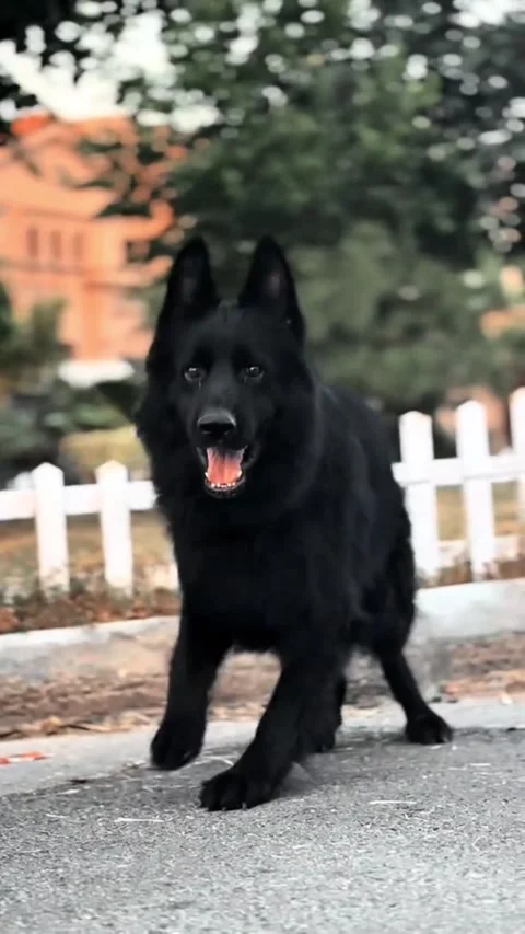 Beautiful Black German Shepherd Guard Dog in Outdoor Setting Stock-Footage 332870520