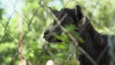 Beautiful black goat looking at camera through the fence in the zoo. Close up Видео 109113023