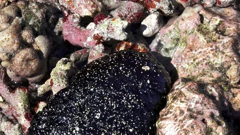 Beautiful black Holothury in low tide moving on the reef . Closeup. Stock Footage 106393602