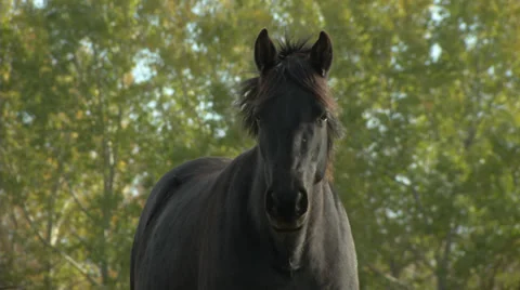 Beautiful Black Horse Stock Footage 31821396