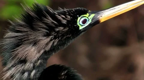 Beautiful black ibis bird in the Everglades. Stock Footage