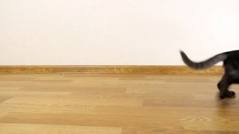 Beautiful black kitten playing with a mouse-toy on a string Stock Footage 126496189