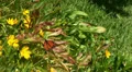 Beautiful black-orange butterfly with yellow flowers HD Footage