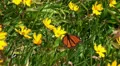 Beautiful black-orange butterfly with yellow flowers HD Footage