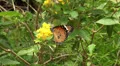 Beautiful black-orange butterfly with yellow flowers HD Footage