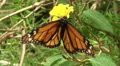 Beautiful black-orange butterfly with yellow flowers HD Footage