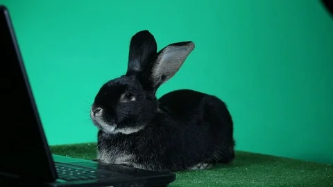 Beautiful black rabbit sitting in front of a laptop on a green background 스톡 동영상 114383042