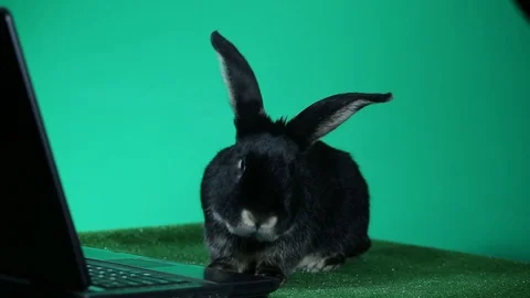 Beautiful black rabbit sitting in front of a laptop on a green background Stock Footage 114383069