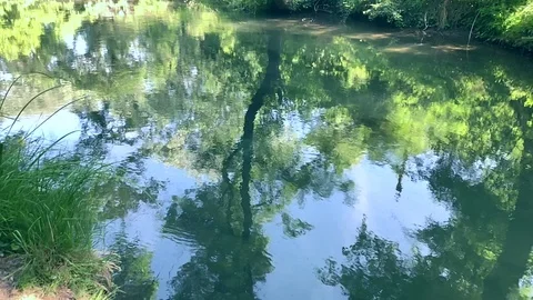 Beautiful Black River 库存影片 113847944